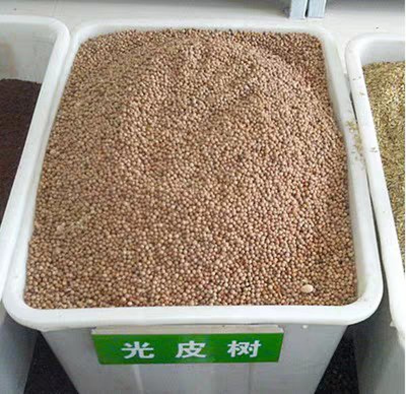 新采林木树籽光皮毛梾木光皮树种子斑皮抽水树四季可播包邮