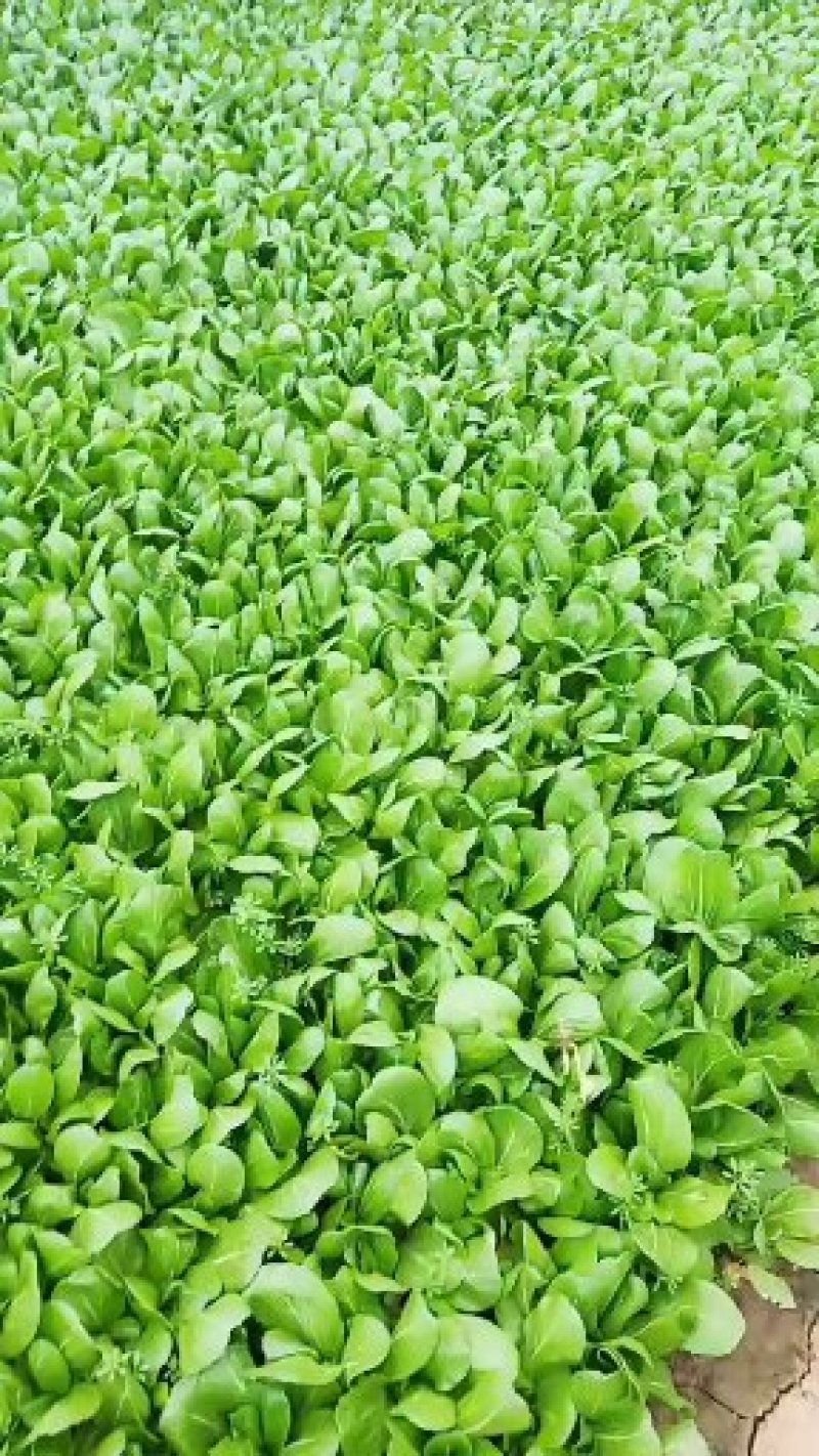 上海青小油菜现采现发视频看货常年代收代办
