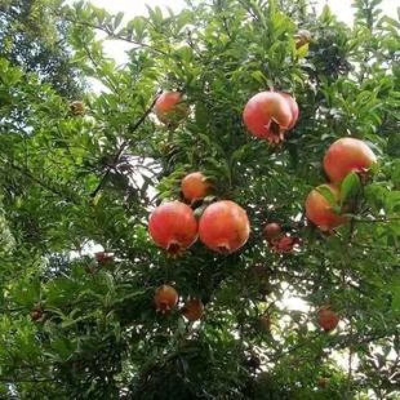 石榴苗甜石榴苗双花石榴苗软籽石榴。自产自销