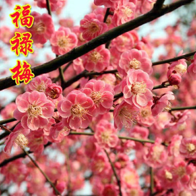 绿化用苗榆叶梅树苗物梅花树苗红梅盆景小苗榆叶梅美人梅物美