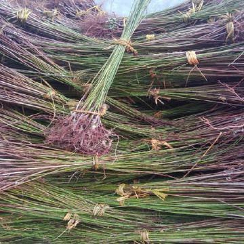 绿化用苗榆叶梅树苗物梅花树苗红梅盆景小苗榆叶梅美人梅物美