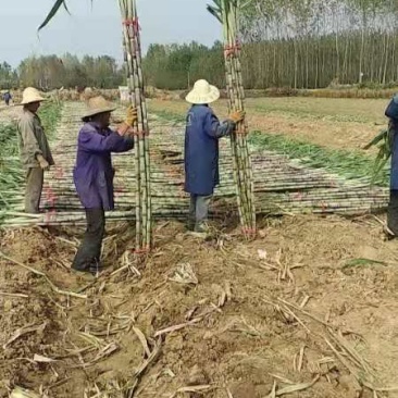 基地直销，大量供应，皮白玉甘蔗，提供返程车