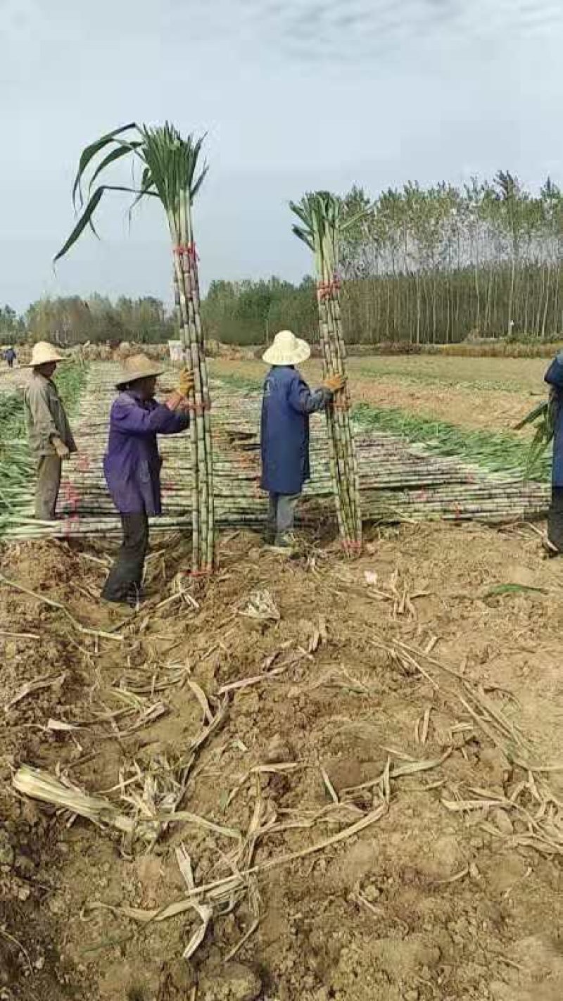 基地直销，大量供应，皮白玉甘蔗，提供返程车