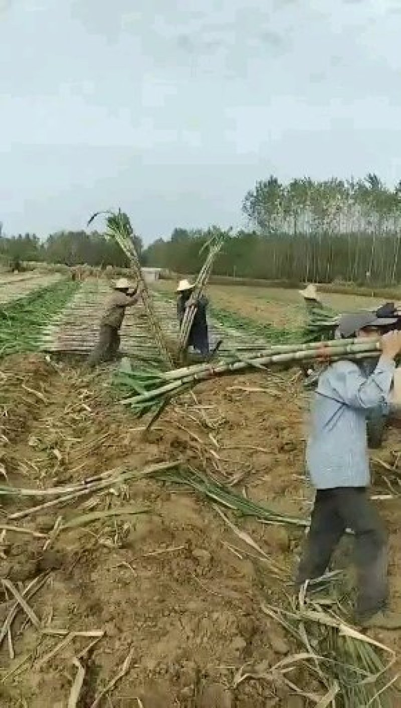 基地直销，大量供应，皮白玉甘蔗，提供返程车