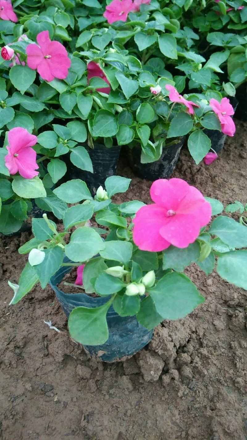 凤仙非洲凤仙基地直供大量有货