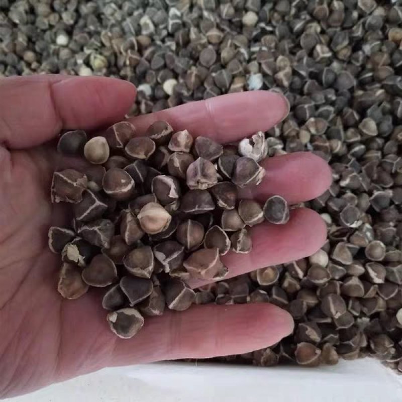 辣木种籽印度进口正宗特级食用辣木树籽辣木子辣木树种子