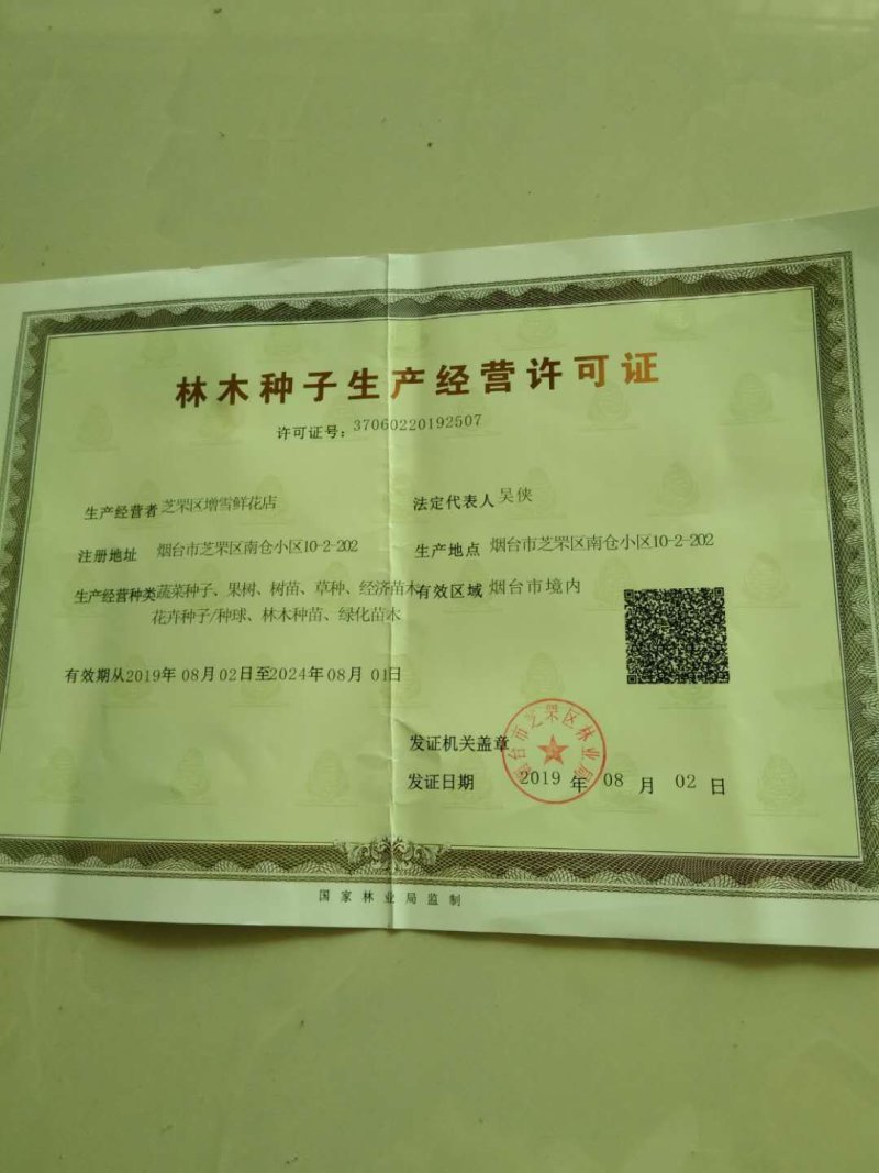 辣木种籽印度进口正宗特级食用辣木树籽辣木子辣木树种子
