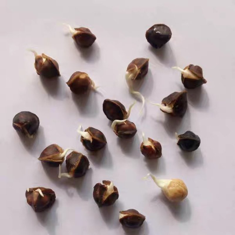 辣木种籽印度进口正宗特级食用辣木树籽辣木子辣木树种子