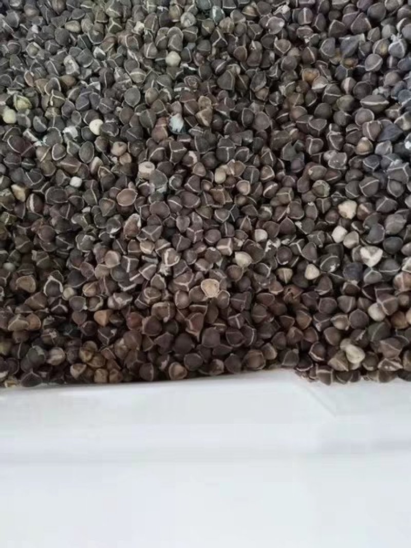 辣木种籽印度进口正宗特级食用辣木树籽辣木子辣木树种子