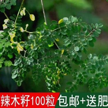辣木种籽印度进口正宗特级食用辣木树籽辣木子辣木树种子