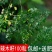 辣木种籽印度进口正宗特级食用辣木树籽辣木子辣木树种子