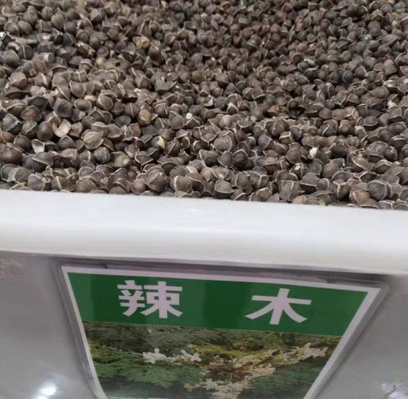 辣木种籽印度进口正宗特级食用辣木树籽辣木子辣木树种子