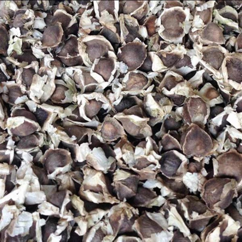 辣木种籽印度进口正宗特级食用辣木树籽辣木子辣木树种子