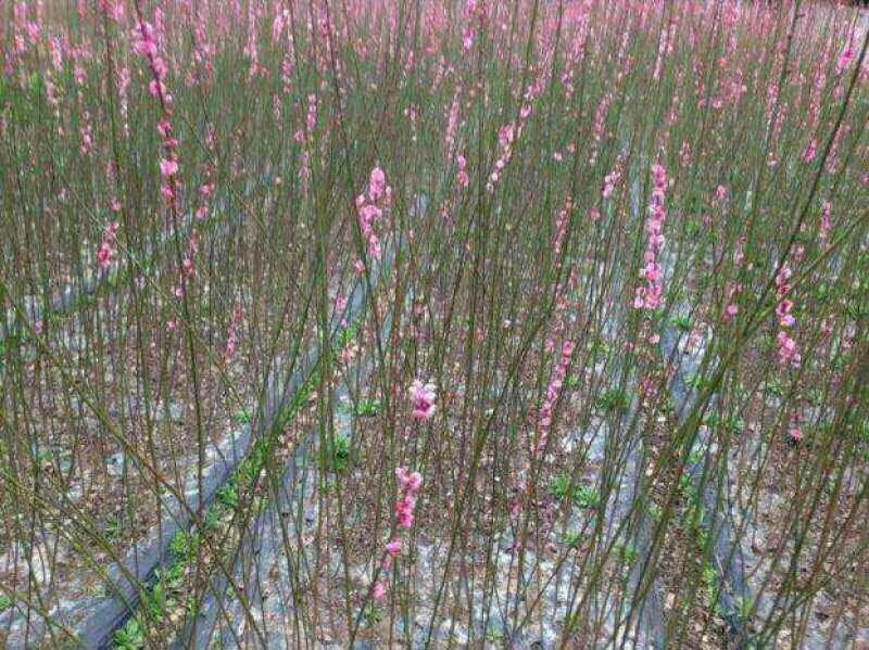 红梅花树苗盆栽地栽冬季红梅浓香花卉别墅庭院绿植物耐寒盆景