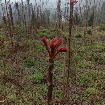 正宗四川香椿之乡红油香椿芽