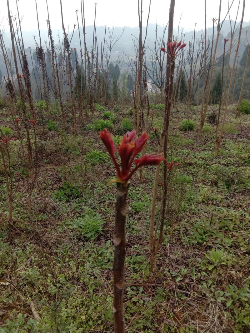 正宗四川香椿之乡红油香椿芽