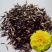 孔雀草种子观赏庭院阳台盆栽花卉景观绿化小万寿菊花种子