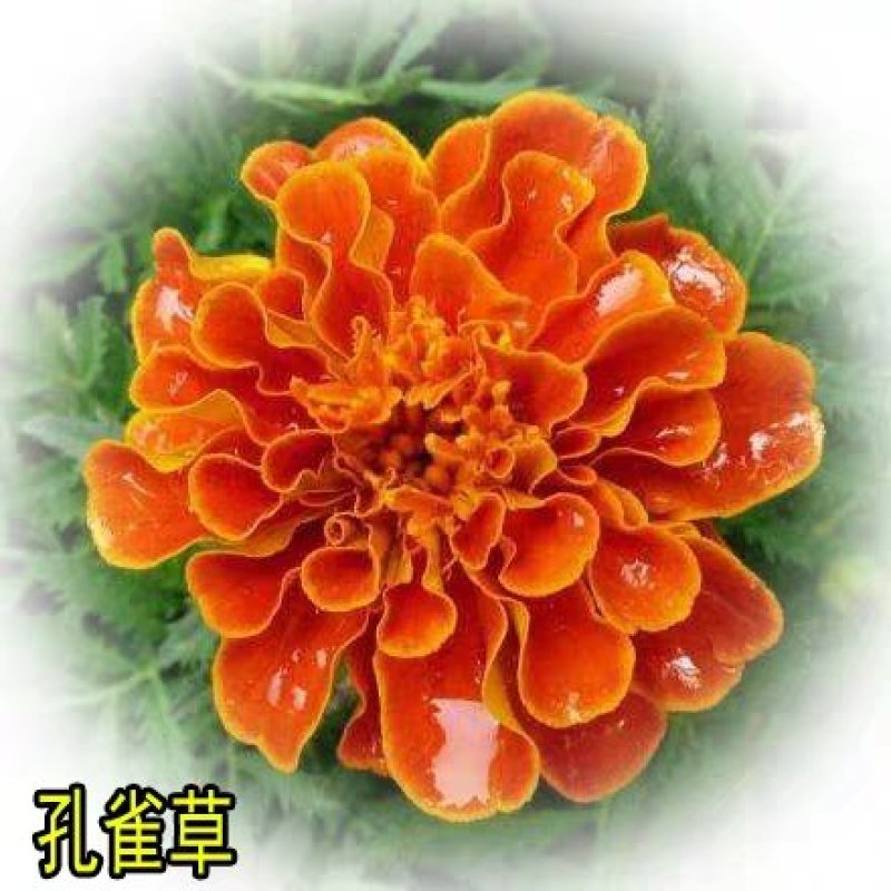 孔雀草种子观赏庭院阳台盆栽花卉景观绿化小万寿菊花种子
