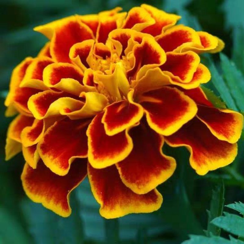 孔雀草种子观赏庭院阳台盆栽花卉景观绿化小万寿菊花种子