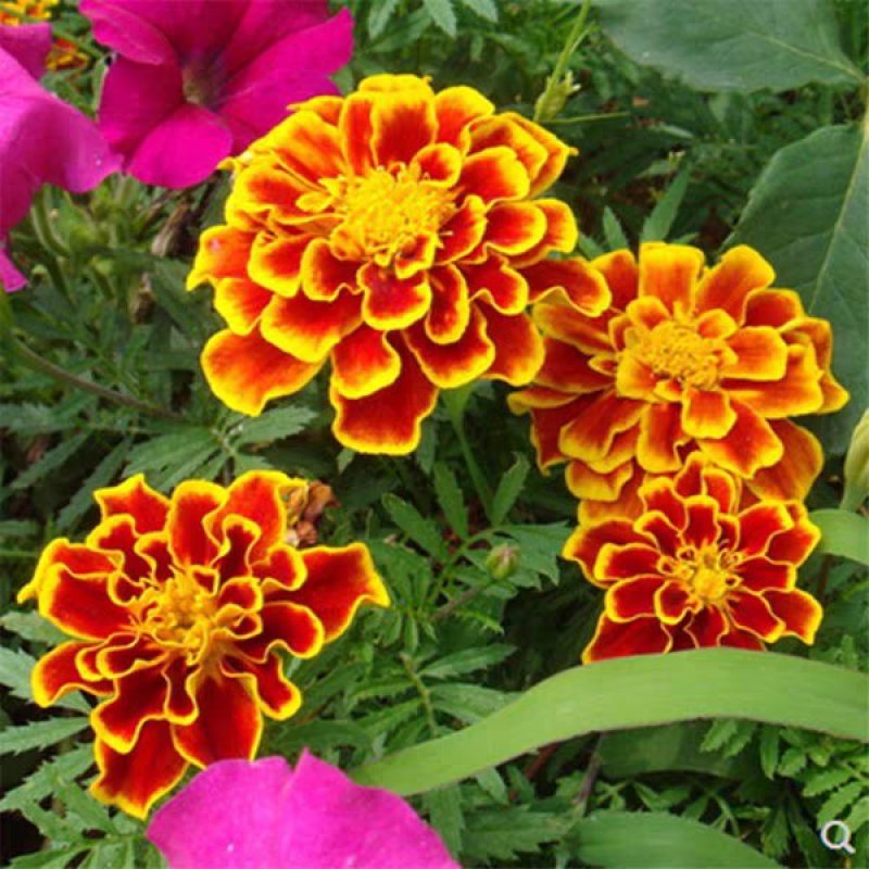 孔雀草种子观赏庭院阳台盆栽花卉景观绿化小万寿菊花种子