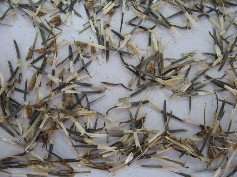 孔雀草种子观赏庭院阳台盆栽花卉景观绿化小万寿菊花种子