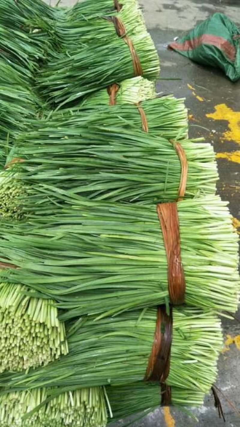 韭菜，精品韭菜，现已大量上市中，大量长期供货，欢迎订购