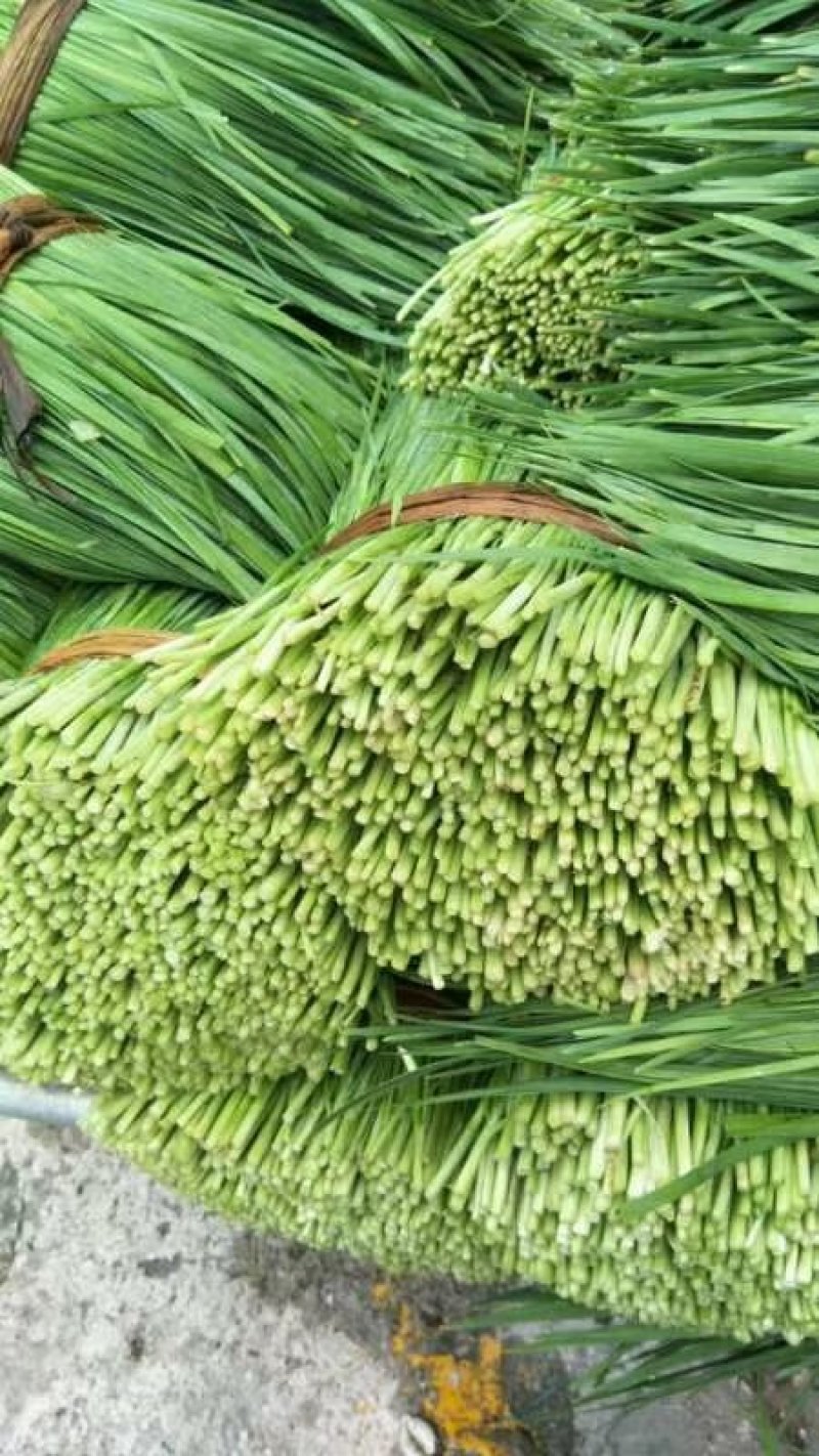 韭菜，精品韭菜，现已大量上市中，大量长期供货，欢迎订购
