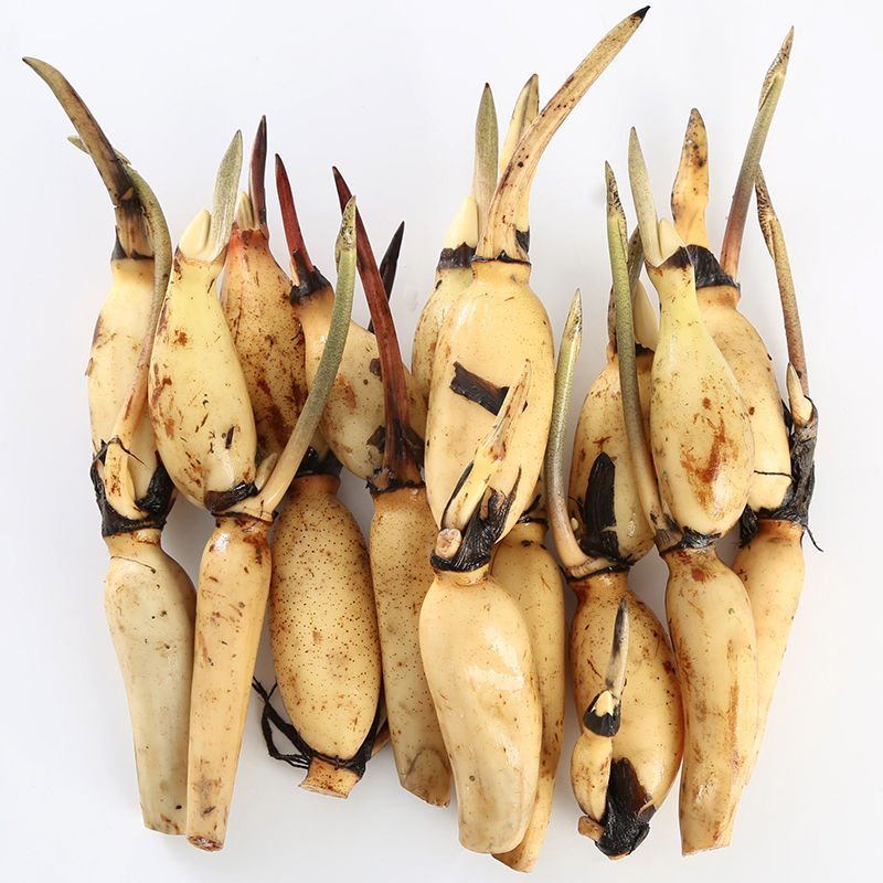 现挖藕苗食用藕苗观赏藕苗