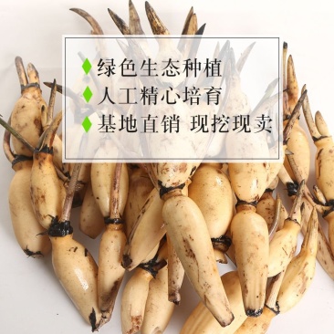 现挖藕苗食用藕苗观赏藕苗