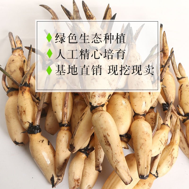 现挖藕苗食用藕苗观赏藕苗