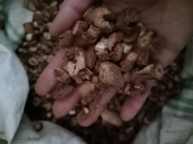 云南文山丹参野丹参物美价格便宜量大优惠