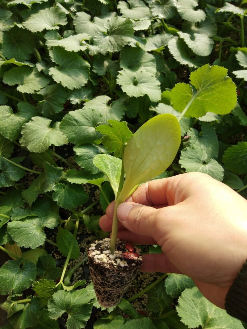 圣保罗西葫芦种苗