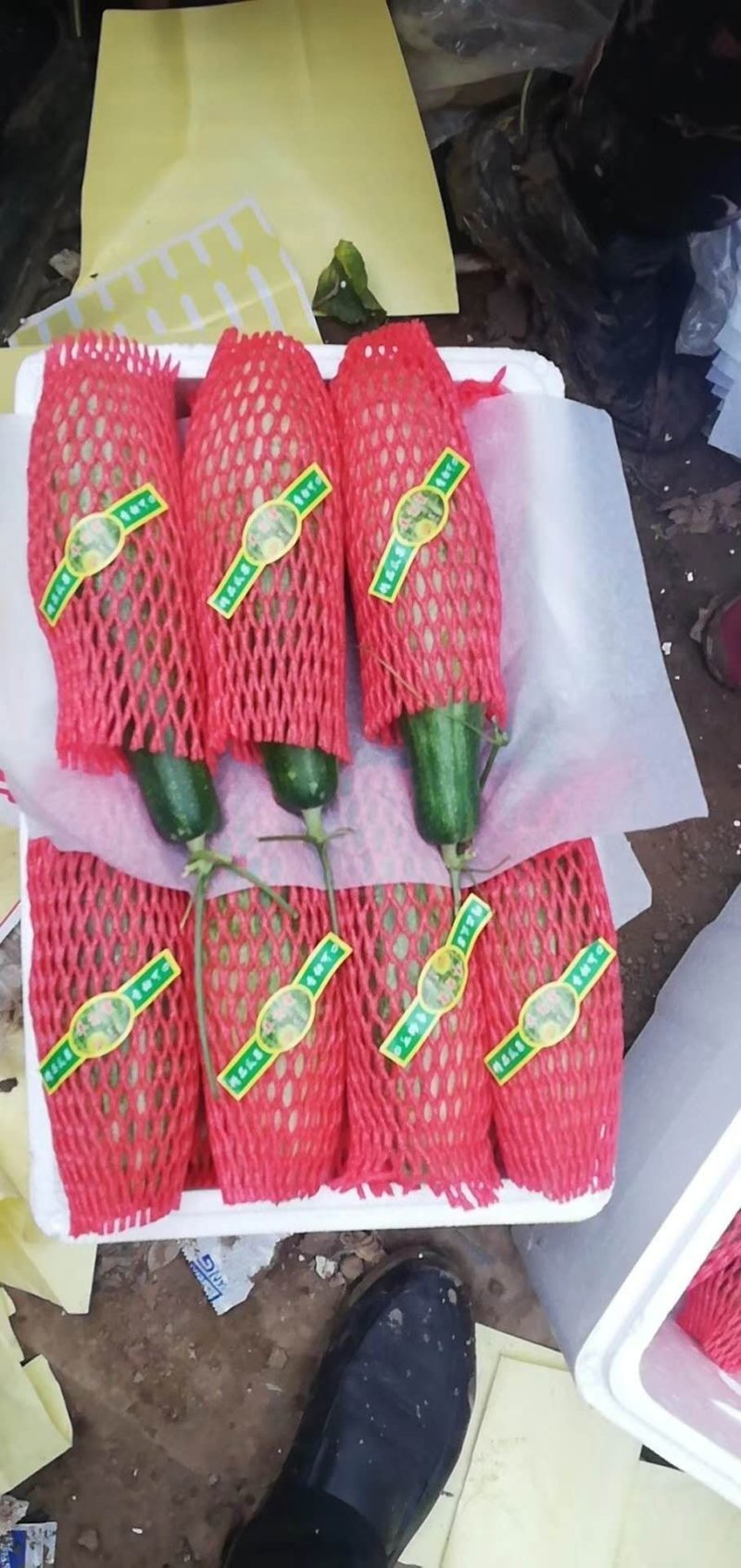 山东羊角蜜大量上市，甘甜可口食品，诚招全国客商，欢迎