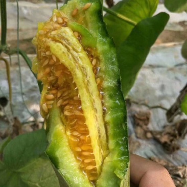 山东羊角蜜大量上市，甘甜可口食品，诚招全国客商，欢迎
