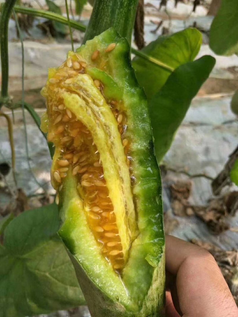 山东羊角蜜大量上市，甘甜可口食品，诚招全国客商，欢迎