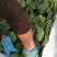 【热卖】惠民县大棚小叶菠菜量大质优诚信代办欢迎致电