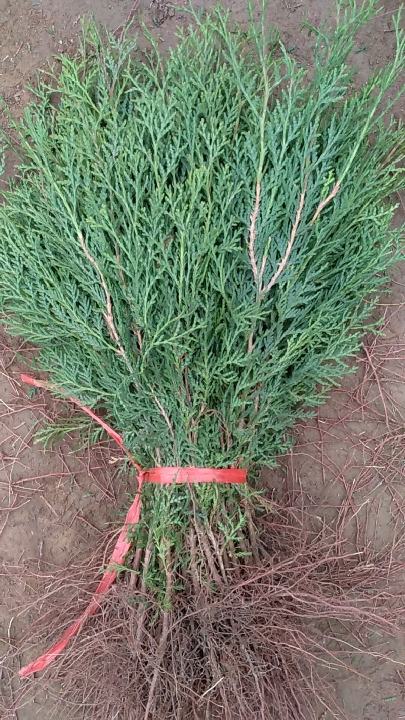 侧柏苗25公分以上高一手源大量有货，大小苗大量供应
