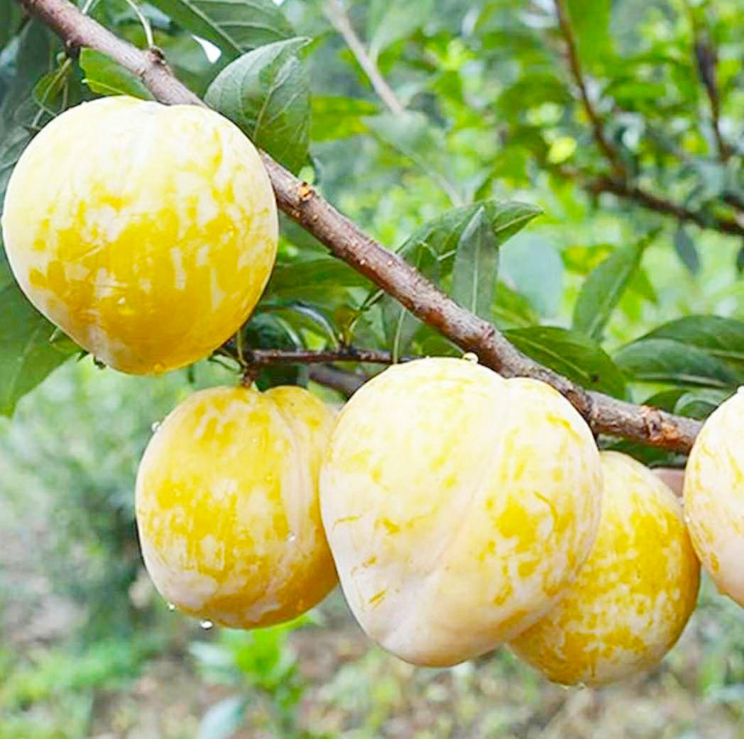 展示蜂糖李从采摘到催熟完成过程中的颜色渐变,帮助用户直观识别成熟程度 蜂糖李催熟过程中的颜色变化