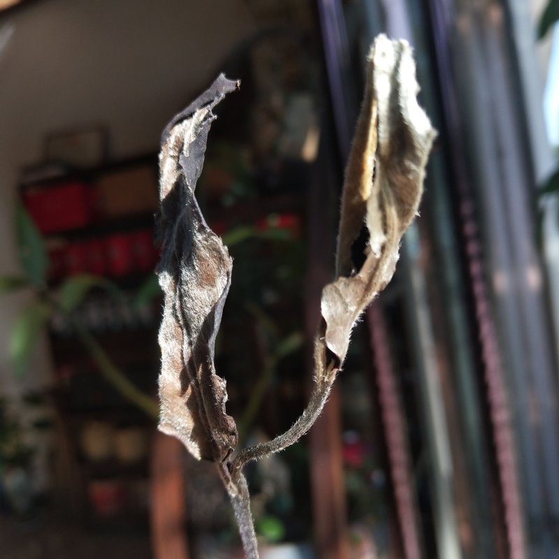 凤庆荒野白茶花香毫香甜味好