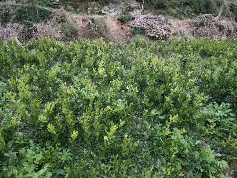 春见耙耙柑苗产地直供免费技术指导支持线上保障交易