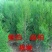 侧柏苗25公分以上高一手源大量有货，大小苗大量供应