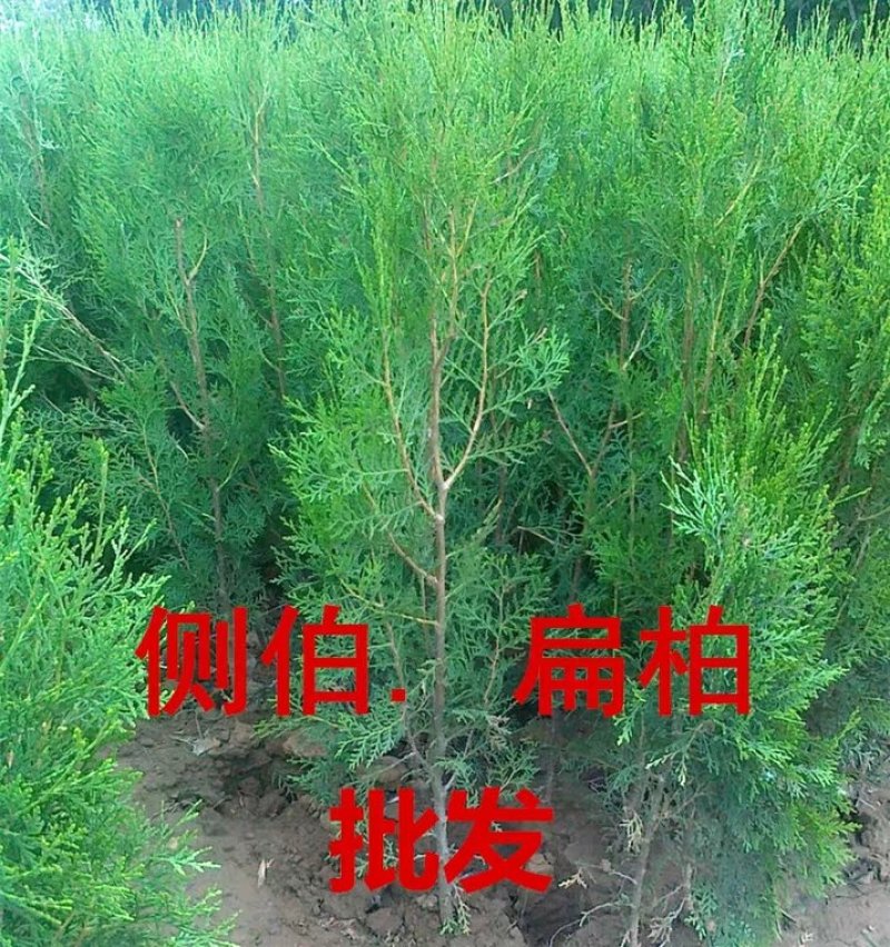 侧柏苗25公分以上高一手源大量有货，大小苗大量供应