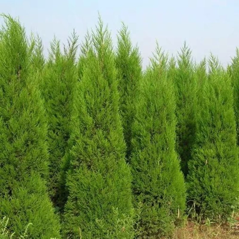 侧柏苗25公分以上高一手源大量有货，大小苗大量供应