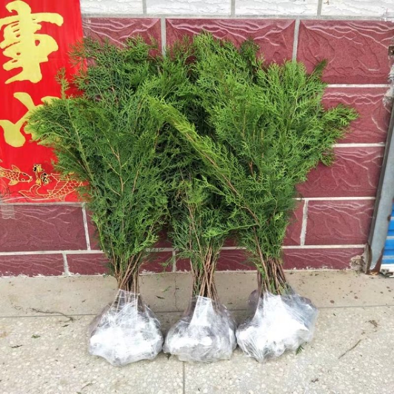 侧柏苗25公分以上高一手源大量有货，大小苗大量供应