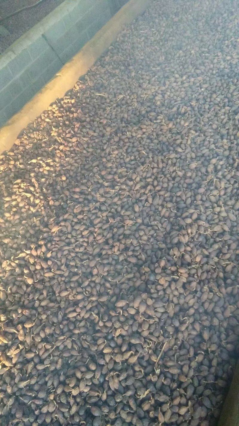 干草果，云南产地直销。统货