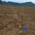 春见耙耙柑苗产地直供免费技术指导支持线上保障交易