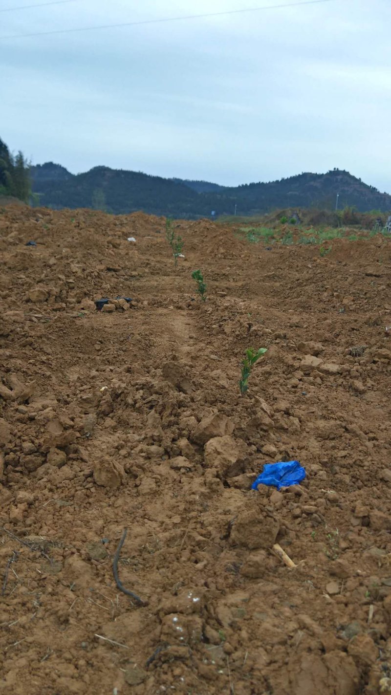 春见耙耙柑苗产地直供免费技术指导支持线上保障交易