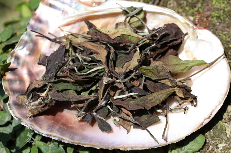 凤庆荒野白茶花香毫香甜味好