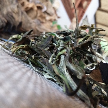 凤庆荒野白茶花香毫香甜味好