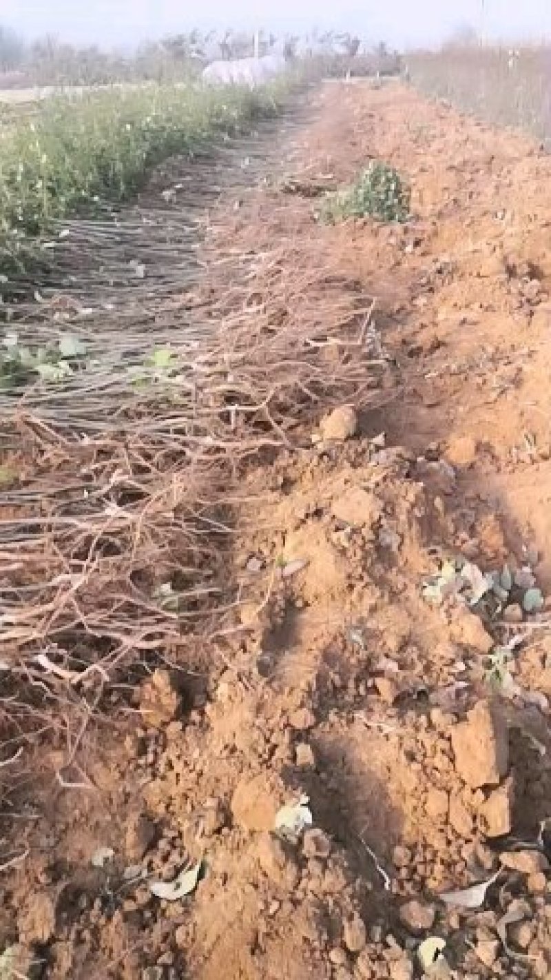 红香酥梨树苗1-3年苗品种纯保湿发货成活率高花根苗